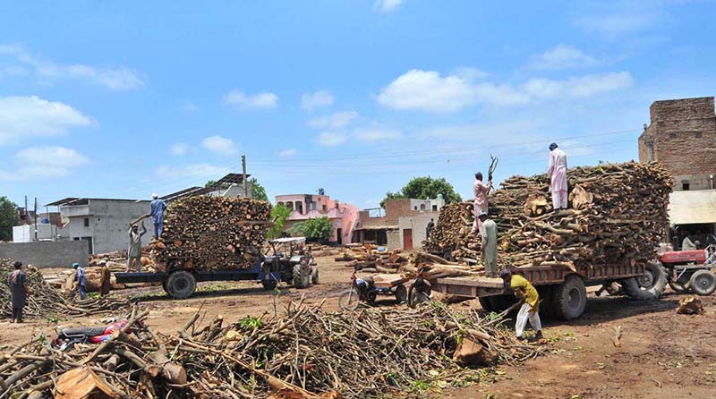 Labourers are loading firewood onto tractor-trolleys at a timber yard to meet the growing demand for fuel wood in the city