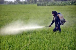 A farmer levels his field using a tractor to prepare it for the next crop.