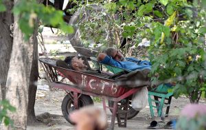 Exhausted market labourers take a rest in their wheelbarrows under the shade of trees at fruit and vegetable market in the Federal Capital.