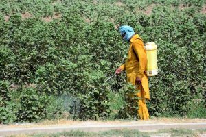 A farmer is busy spraying pesticide in his field.