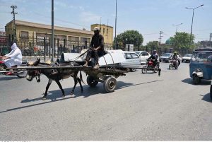 An elderly man transports an iron rod and other iron sheet on a donkey cart here at Hashtnagri GT road.