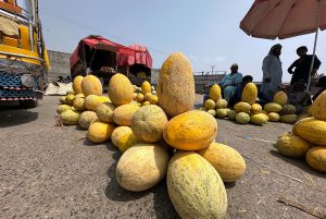 Freshly harvested fruit Garma (Cantaloupe) are displayed for sale at fruit market in the Federal Capital.