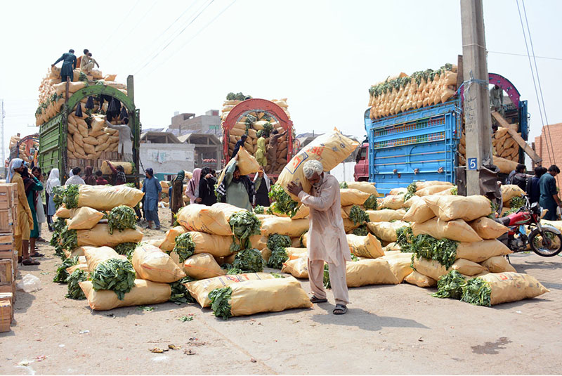 Labourers unload sacks of fresh leafy vegetables from trucks at the wholesale vegetable market for distribution to local markets in the city