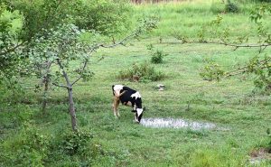 A cow drinks rainwater accumulated on greenbelt along Expressway.