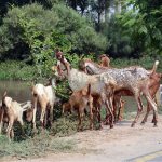 A herd of goats feeds on roadside along the bank of a canal, presenting a common rural scene on the outskirts of the city