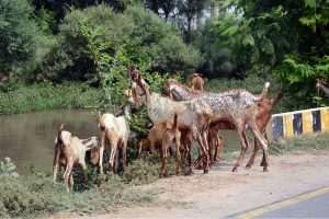 A herd of goats feeds on roadside along the bank of a canal, presenting a common rural scene on the outskirts of the city