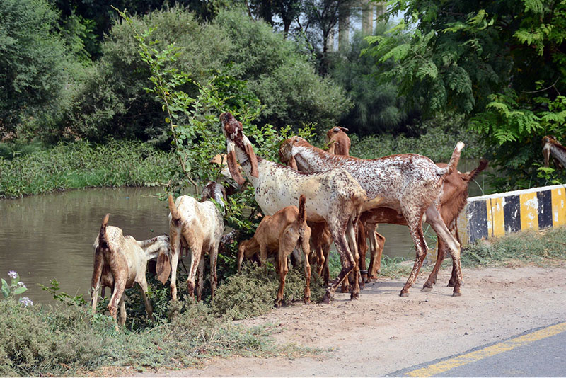 A herd of goats feeds on roadside along the bank of a canal, presenting a common rural scene on the outskirts of the city