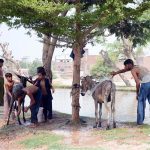 People bathe their donkeys on the bank of a canal to help them cool off and find relief from the scorching summer heat in the city