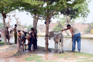People bathe their donkeys on the bank of a canal to help them cool off and find relief from the scorching summer heat in the city