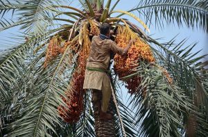 A farmer is busy plucking fresh dates from a palm tree.