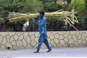 A person on the way wipes sweat with his shirt while carrying a bundle of sugarcane.