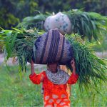 A rural woman carries a large bundle of freshly cut green fodder on her head after harvesting it from fields for livestock on the outskirts of the city