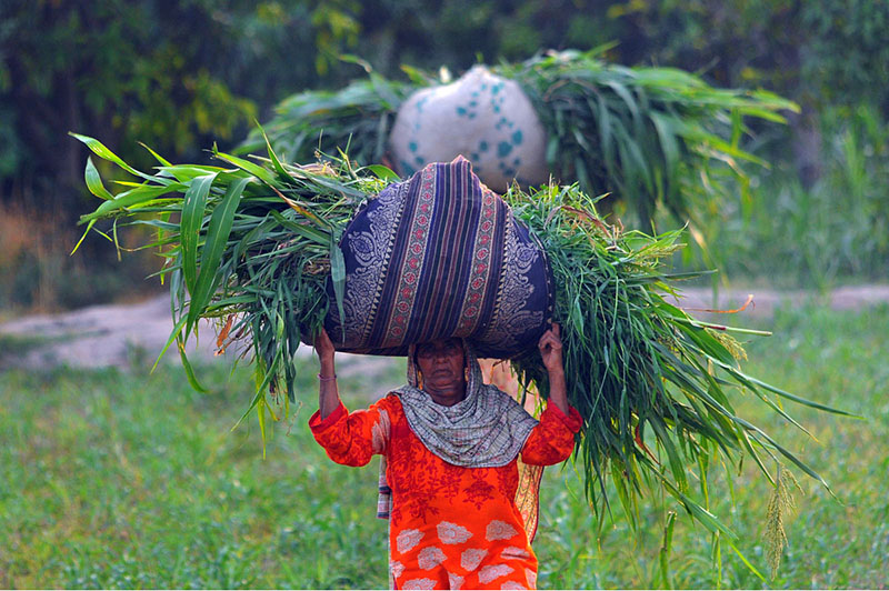 A rural woman carries a large bundle of freshly cut green fodder on her head after harvesting it from fields for livestock on the outskirts of the city