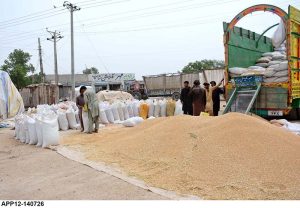 Labourers are busy in filling wheat into sacks after unloading from delivery truck at Northern Bypass.