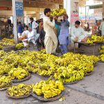 Labourers unload and arrange freshly harvested banana bunches for auction and wholesale trade at the fruit market in the city