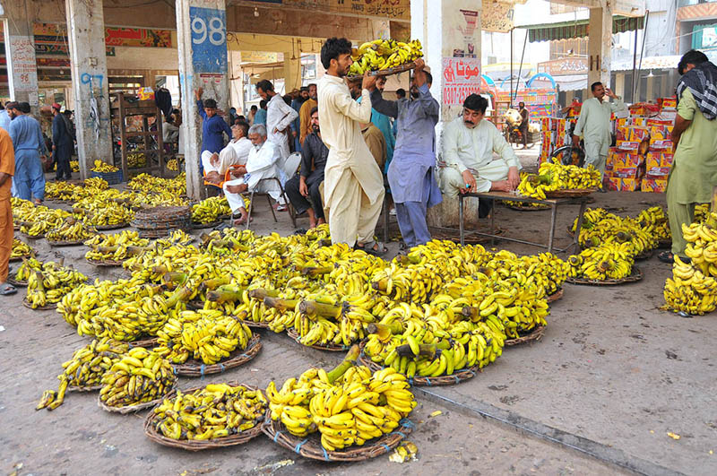 Labourers unload and arrange freshly harvested banana bunches for auction and wholesale trade at the fruit market in the city