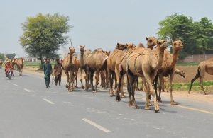 A herd of camels is driven along a roadside by herders on the outskirts of the city.