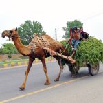 A camel pulls a cart loaded with fresh green fodder while carrying a family along a city road, depicting a traditional mode of transport and livelihood in the city