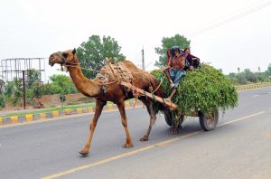 A camel pulls a cart loaded with fresh green fodder while carrying a family along a city road, depicting a traditional mode of transport and livelihood in the city