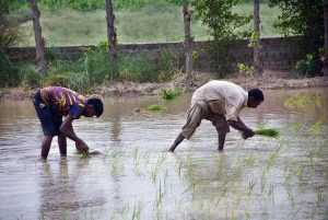 Farmers busy planting sapling of rice in his field in a traditional way.