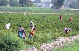Women agricultural labourers harvest ripe red chilies in a field during the peak harvesting season on the outskirts of the city.
