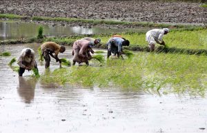 Farmers transplant rice seedlings in a paddy field as the kharif cultivation season gains momentum in the region.