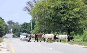 A herd of cows crosses the road on the outskirts of the Federal Capital.