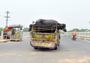 A camel pulls a cart loaded with fresh green fodder while carrying a family along a city road, depicting a traditional mode of transport and livelihood in the city