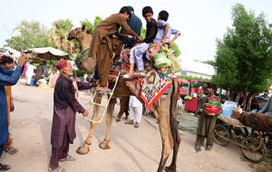 Horse riders in action during traditional game Malhakhra during the 283rd Urs celebration of Hazrat Shah Abdul Latif Bhitai.