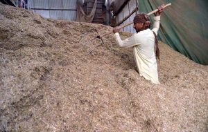 A vendor selling dry fodder at Chamkani area.