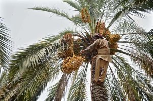 A farmer harvests fresh dates from a palm tree at the University of Agriculture garden.