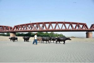 A herd of buffaloes is passing through the dry bed of the Indus River.