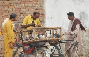 A pigeon seller shows a bird to prospective customers while displaying pigeons in a wooden cage mounted on a motorcycle during a roadside sale in the city.