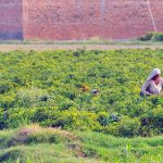 Women labourers harvest mature green chilies during the peak picking season in a chili field on the outskirts of the city