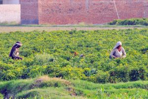Women labourers harvest mature green chilies during the peak picking season in a chili field on the outskirts of the city
