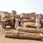 Labourers load heavy timber logs onto a donkey cart at a local timber market for transportation to different parts of the city