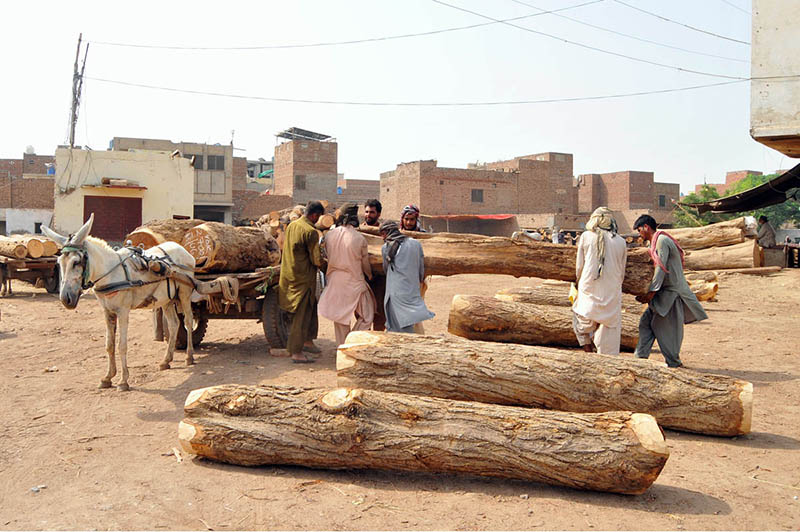 Labourers load heavy timber logs onto a donkey cart at a local timber market for transportation to different parts of the city