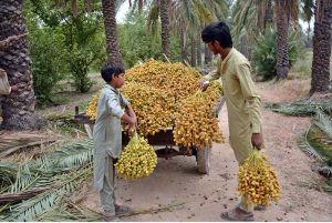 A farmer harvests fresh dates from a palm tree at the University of Agriculture garden.