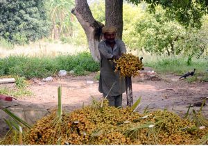 Labourer busy in harvests fresh dates at his farm.
