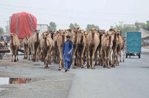 A shepherd leads a herd of camel along a busy road in the outskirts of the city.