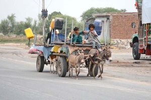 A Gypsy family, along with their household luggage, travels on a donkey cart towards their destination.