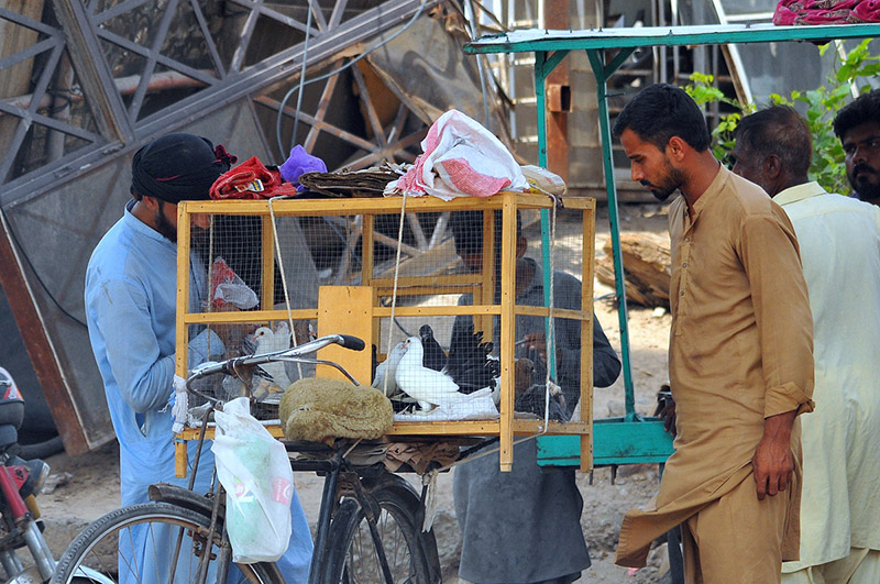 A roadside bird vendor displays pigeons for sale as a customer inspects the birds at a makeshift stall in the city