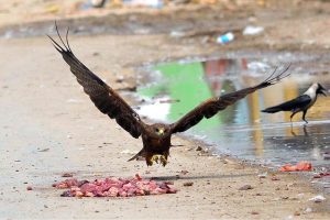 Black kites swoop down to pick up pieces of meat thrown by people as an act of charity along a roadside in the city.