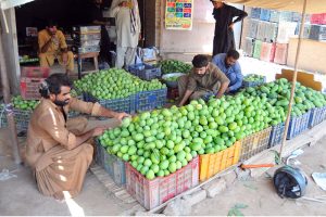 Workers sort and pack freshly harvested mangoes into plastic crates at a wholesale fruit market during the peak mango season
