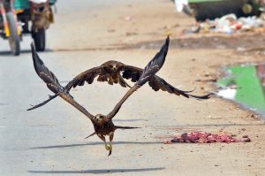 Black kites swoop down to pick up pieces of meat thrown by people as an act of charity along a roadside in the city.