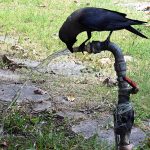 A crow quenches its thirst by drinking directly from a water tap in a park
