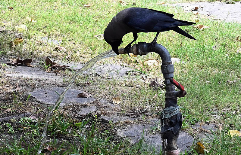 A crow quenches its thirst by drinking directly from a water tap in a park