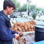 A vendor cleaning coconuts at his roadside setup