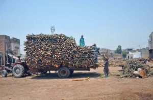 Labourers are busy loading freshly cut timber onto a tractor trolley for transportation at a local wood market in the city.