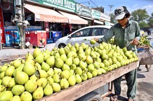 A vendor arranging and displaying seasonal fruit pears on his cart to attract the customers.